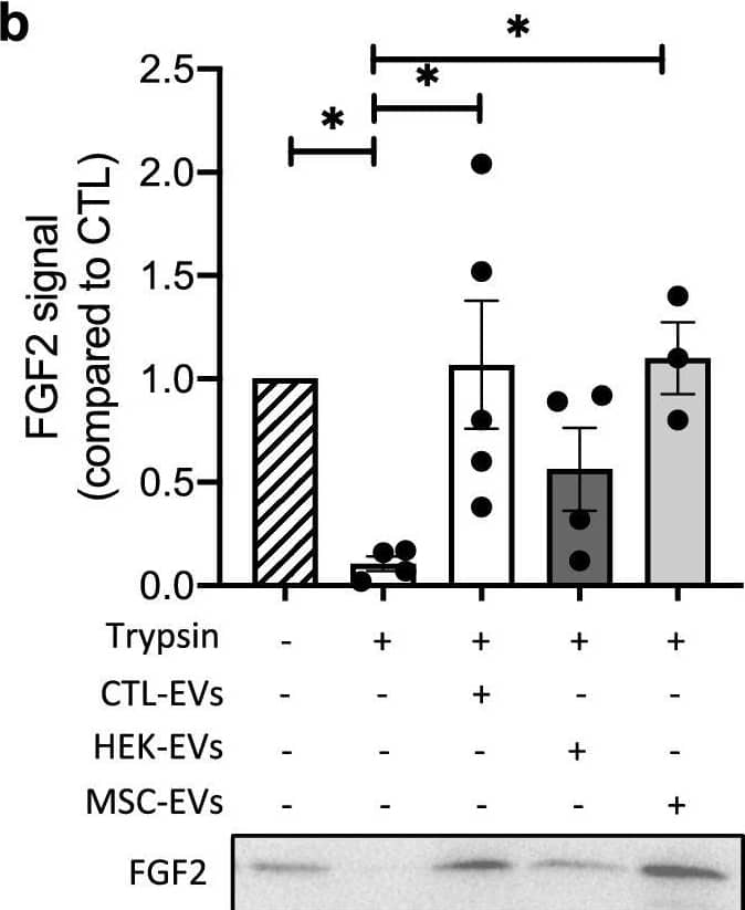 Detection of FGF basic/FGF2/bFGF by Western Blot