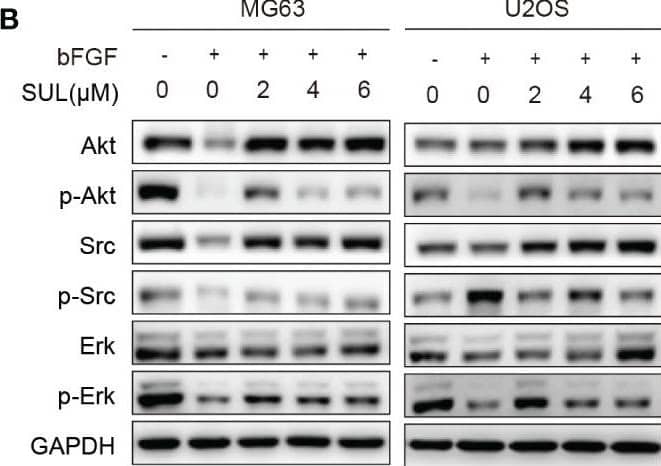 Detection of FGF basic/FGF2/bFGF by Western Blot