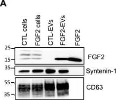 Detection of FGF basic/FGF2/bFGF by Western Blot