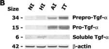 Detection of Mouse TGF-alpha by Western Blot