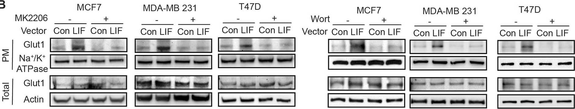 Detection of Human LIF by Western Blot