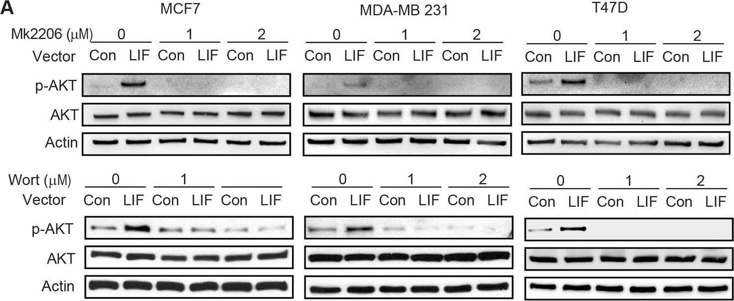 Detection of Human LIF by Western Blot