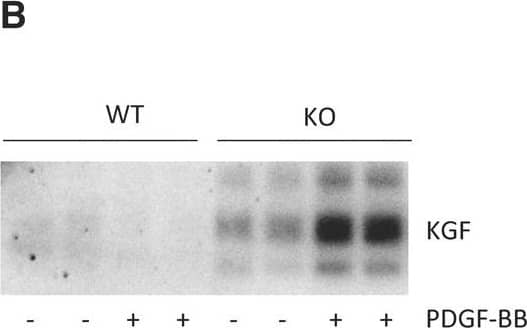 Detection of KGF/FGF-7 by Western Blot