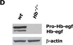 Detection of Mouse HB-EGF by Western Blot