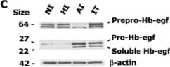 Detection of Mouse HB-EGF by Western Blot