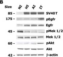 Detection of Mouse HB-EGF by Western Blot
