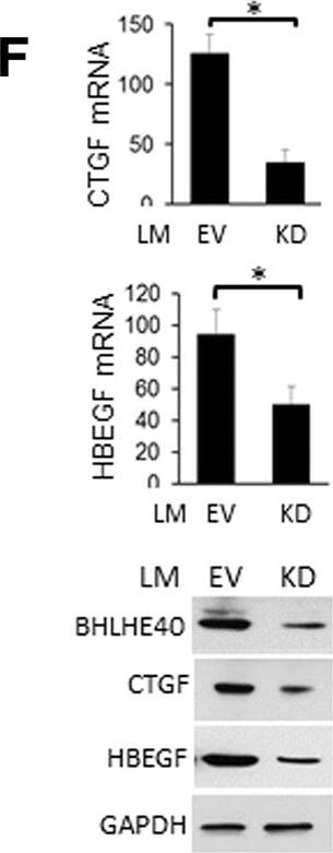 Detection of Human HB-EGF by Western Blot