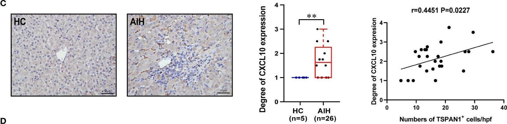 Detection of CXCL10/IP-10/CRG-2 by Immunohistochemistry
