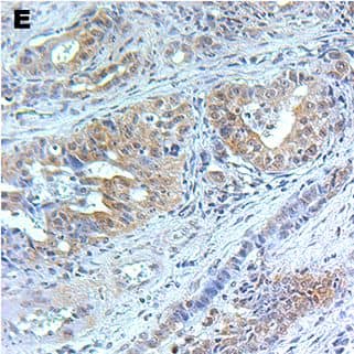 Detection of Mouse HGF by Immunohistochemistry-Paraffin