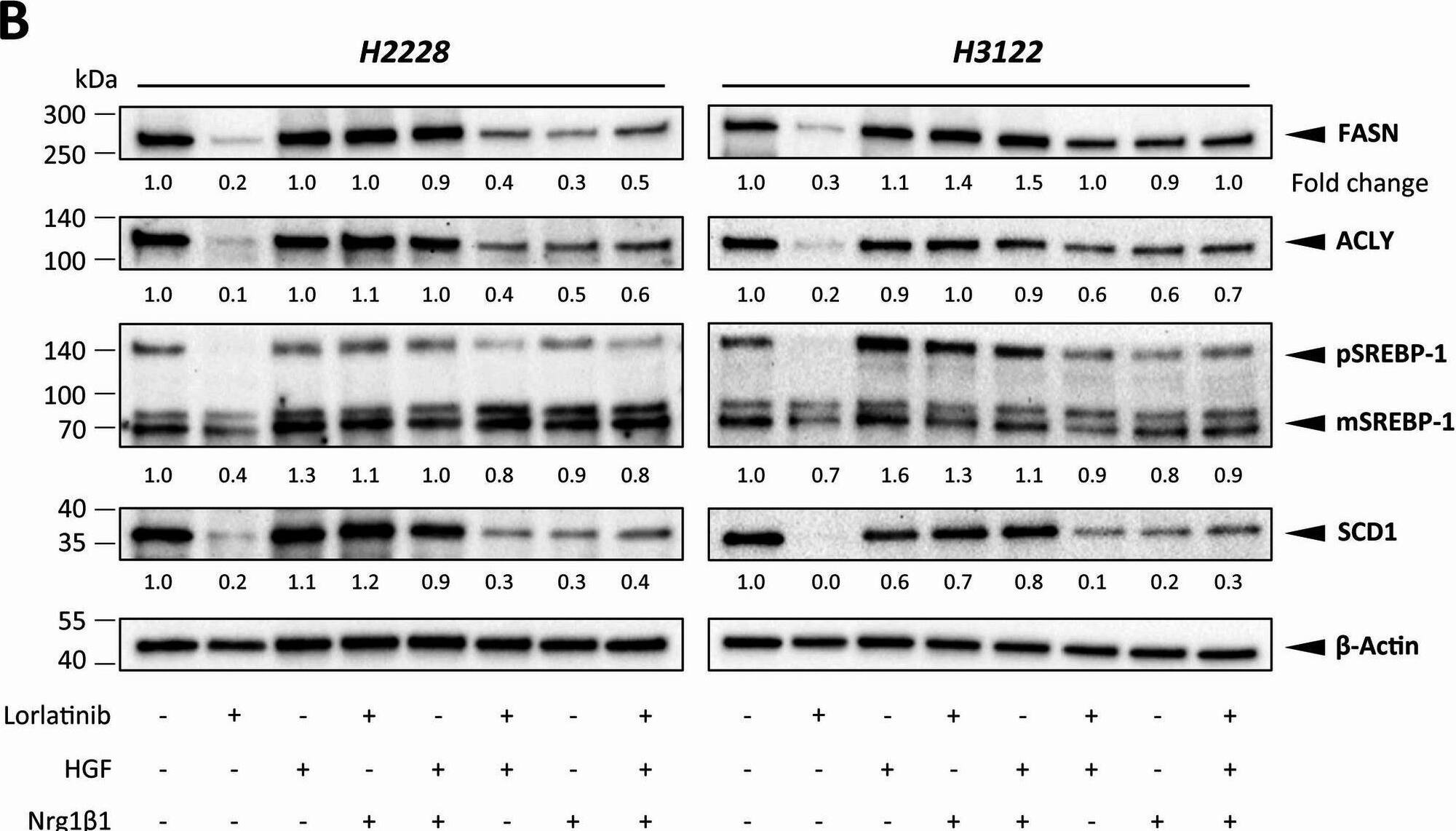 Detection of NRG1-beta 1/HRG1-beta 1 EGF by Western Blot