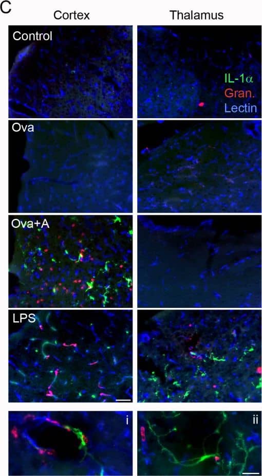 Detection of Mouse IL-1 alpha/IL-1F1 by Immunocytochemistry/ Immunofluorescence