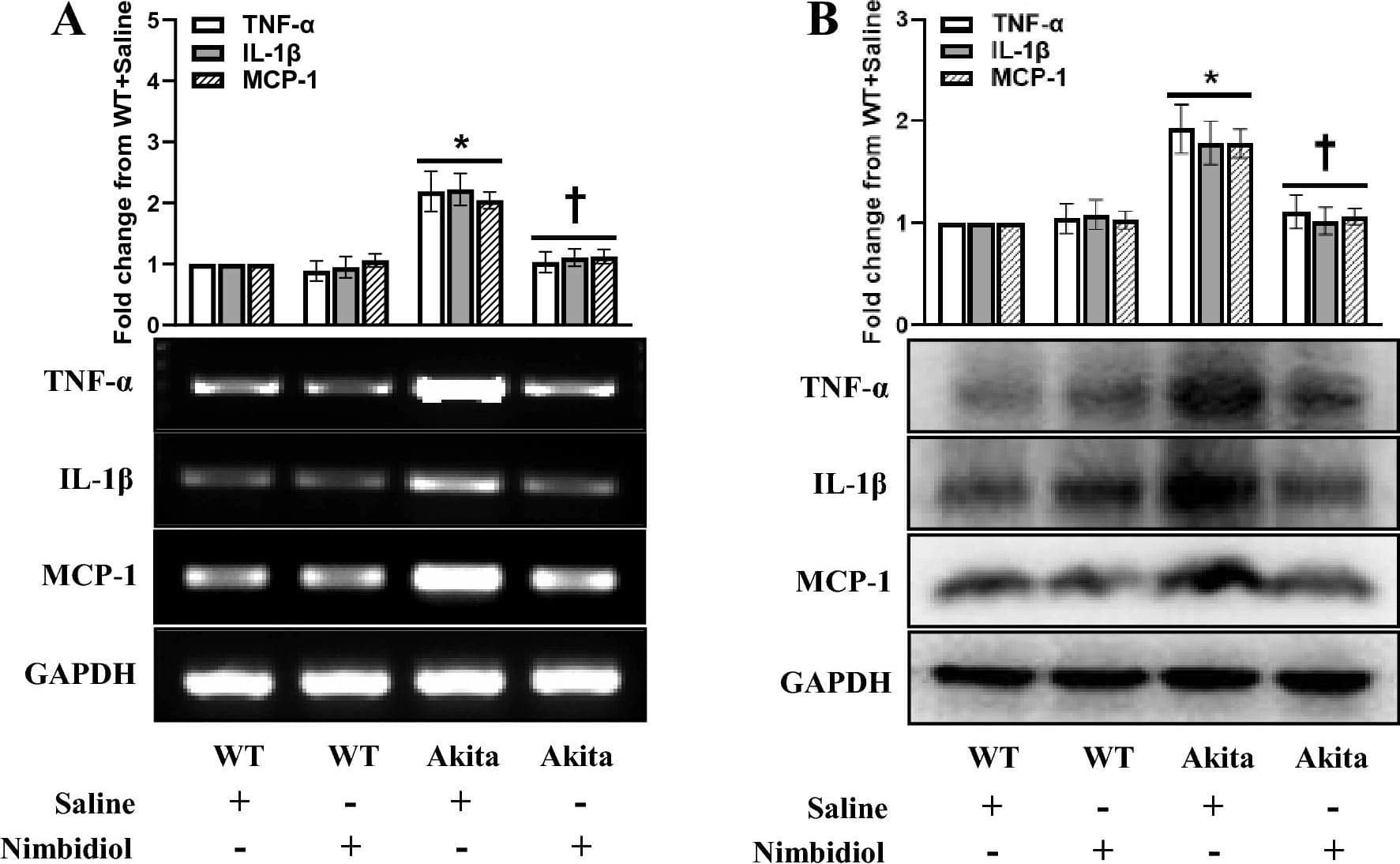 Detection of Mouse Mouse IL-1 beta/IL-1F2 Antibody by Western Blot