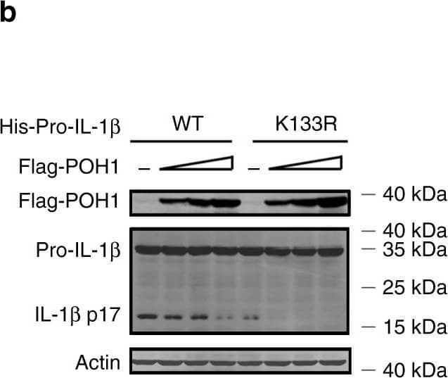 Detection of Mouse IL-1 beta/IL-1F2 by Western Blot