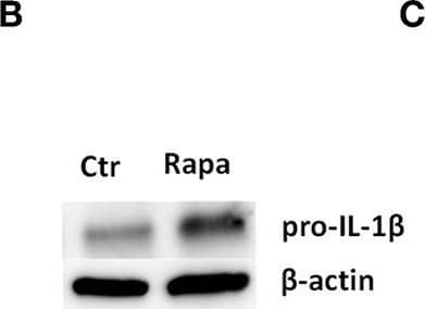 Detection of Mouse IL-1 beta/IL-1F2 by Western Blot