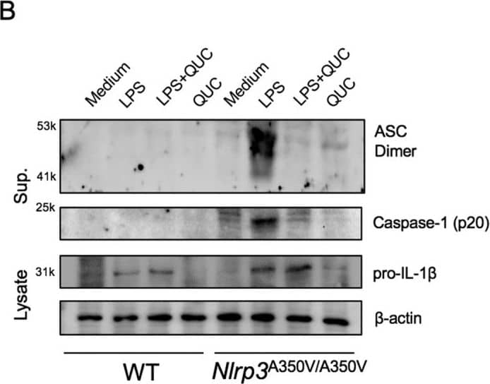 Detection of Mouse IL-1 beta/IL-1F2 by Western Blot
