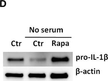 Detection of Mouse IL-1 beta/IL-1F2 by Western Blot