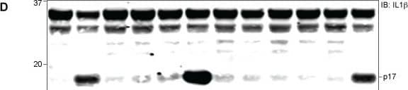 Detection of Human IL-1 beta/IL-1F2 by Western Blot