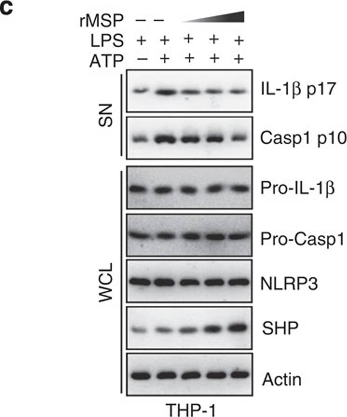 Detection of Mouse IL-1 beta/IL-1F2 by Western Blot