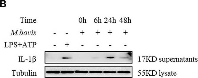 Detection of Mouse IL-1 beta/IL-1F2 by Western Blot
