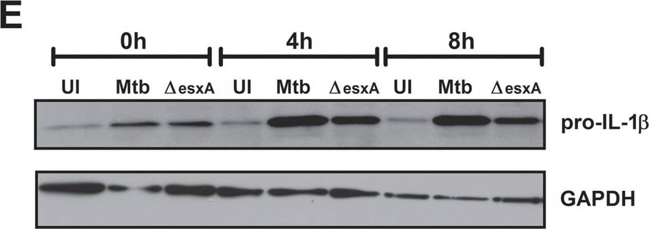 Detection of Mouse IL-1 beta/IL-1F2 by Western Blot