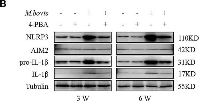 Detection of Mouse IL-1 beta/IL-1F2 by Western Blot