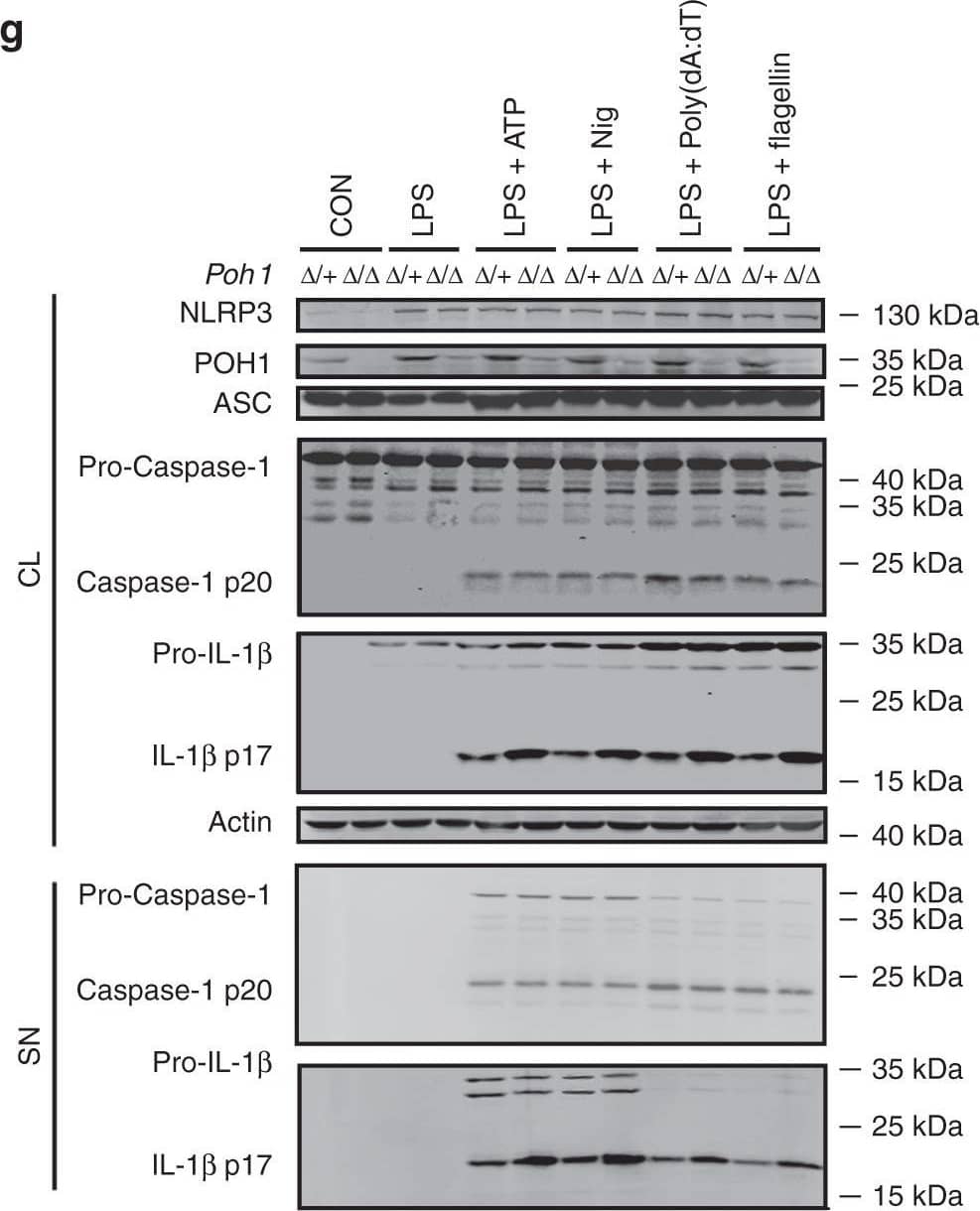 Detection of Mouse IL-1 beta/IL-1F2 by Western Blot