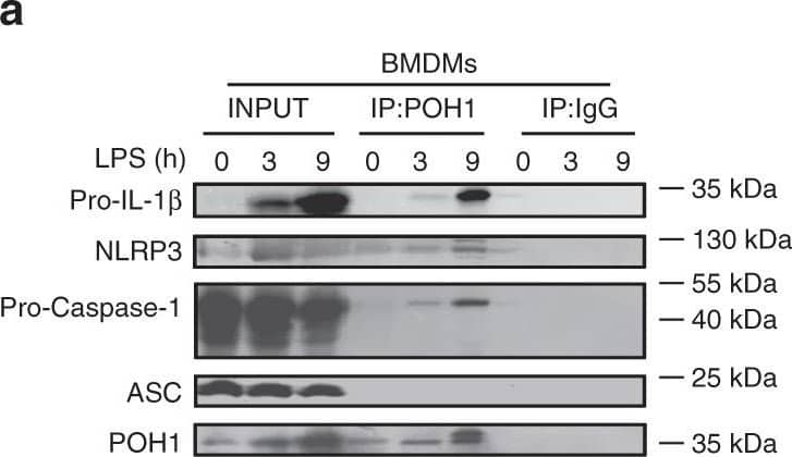 Detection of Mouse IL-1 beta/IL-1F2 by Western Blot