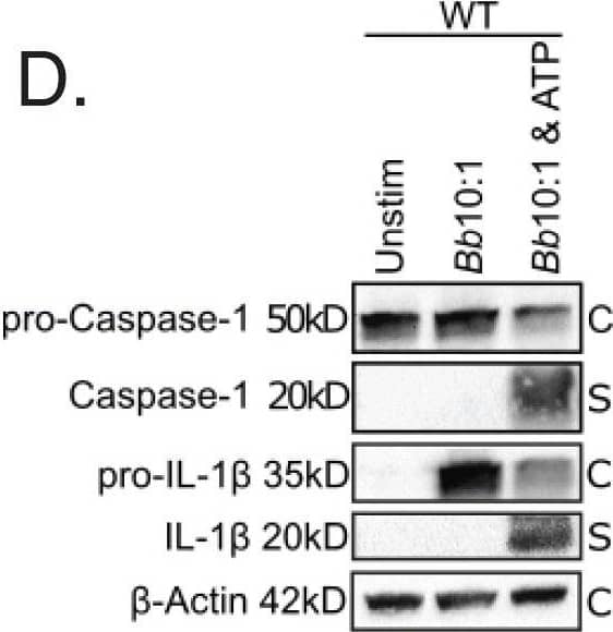 Detection of Mouse IL-1 beta/IL-1F2 by Western Blot