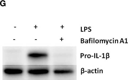 Detection of Mouse IL-1 beta/IL-1F2 by Western Blot