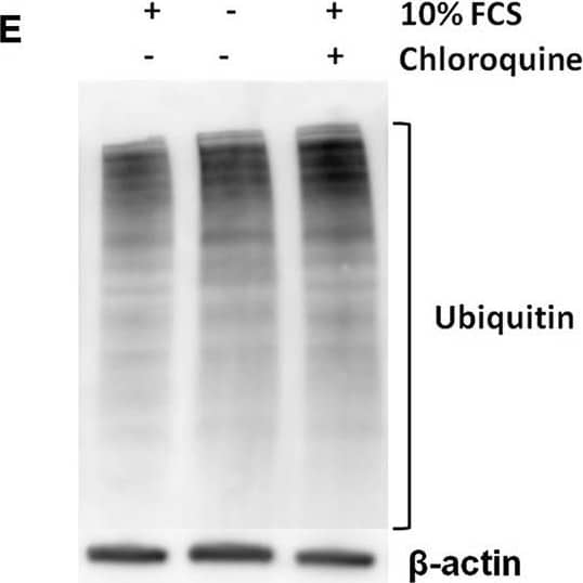Detection of Mouse IL-1 beta/IL-1F2 by Western Blot