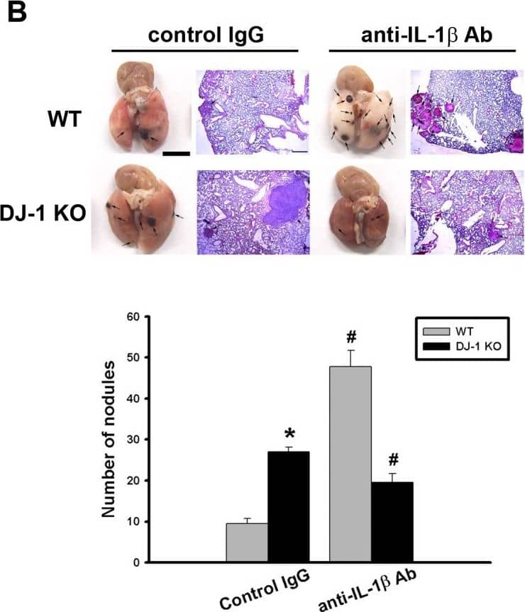 Detection of Mouse IL-1 beta/IL-1F2 by In vivo assay