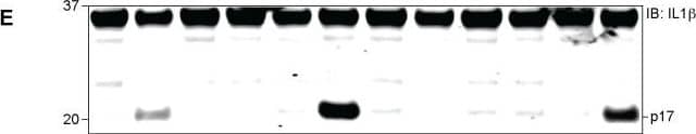 Detection of Human IL-1 beta/IL-1F2 by Western Blot