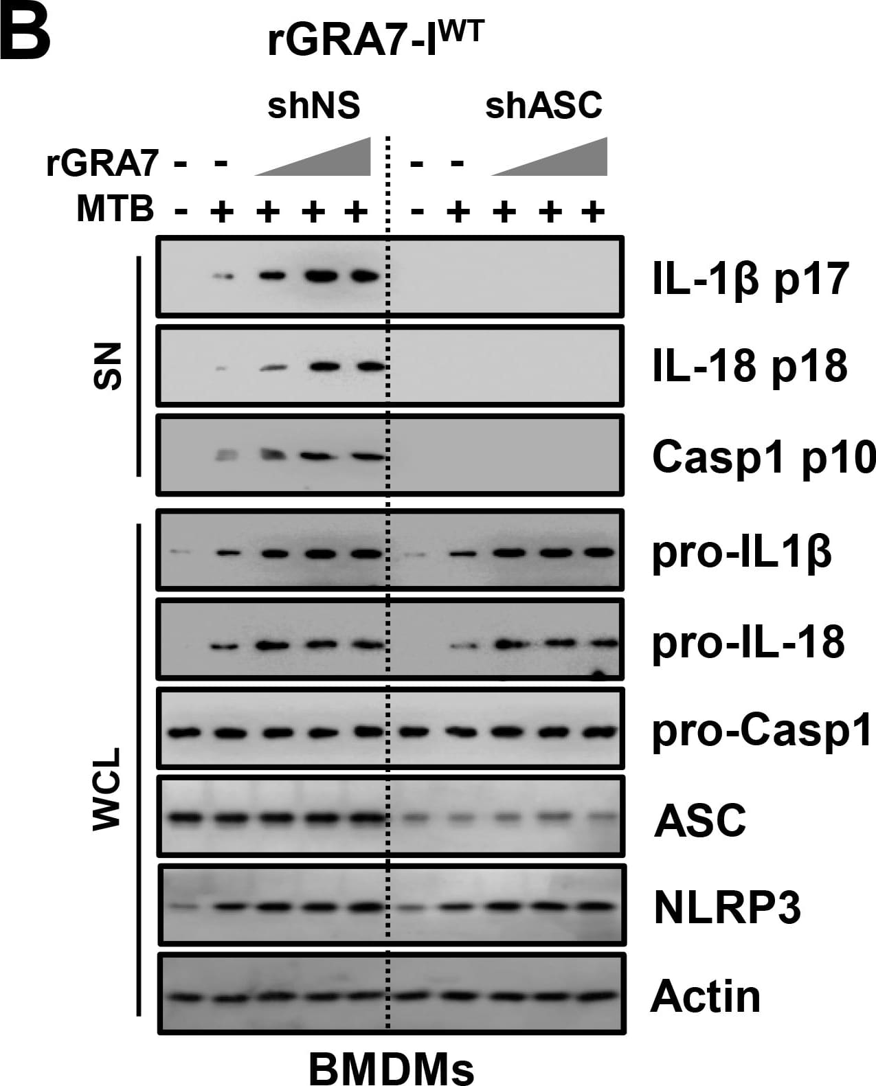 Detection of Mouse IL-1 beta/IL-1F2 by Western Blot