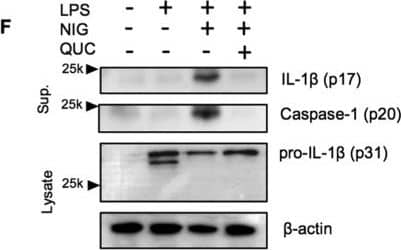 Detection of Mouse IL-1 beta/IL-1F2 by Western Blot