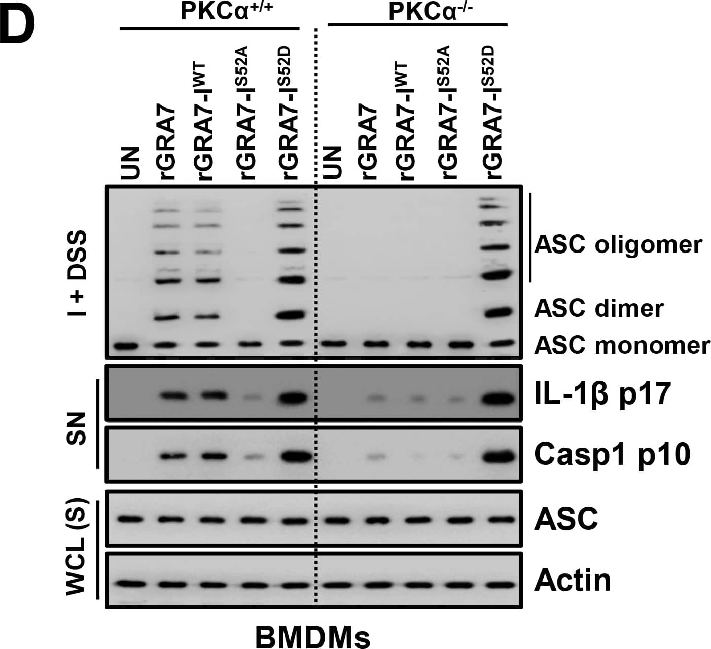 Detection of Mouse IL-1 beta/IL-1F2 by Western Blot