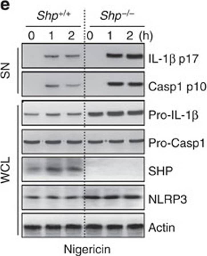 Detection of Mouse IL-1 beta/IL-1F2 by Western Blot