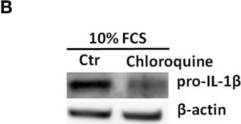 Detection of Mouse IL-1 beta/IL-1F2 by Western Blot