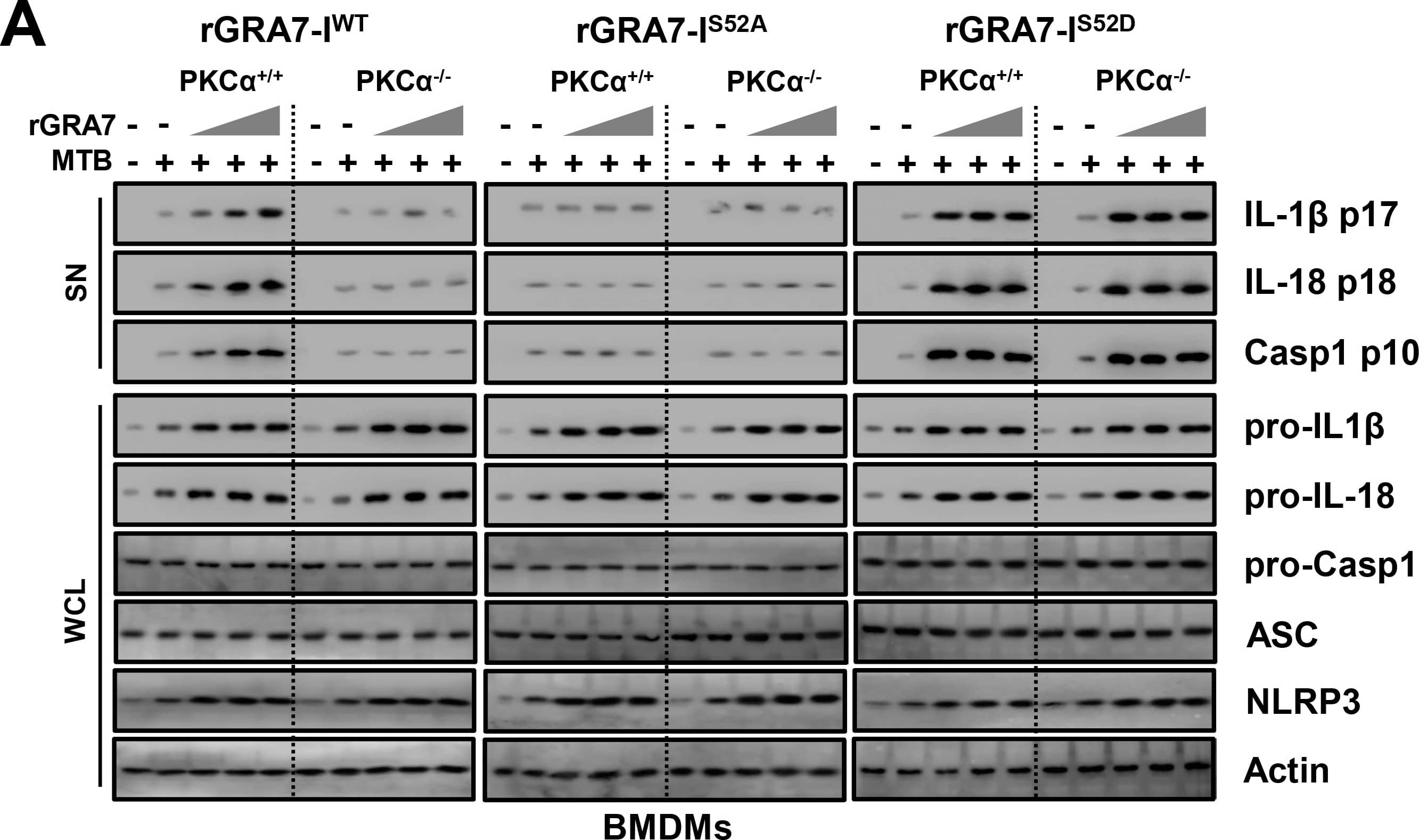 Detection of Mouse IL-1 beta/IL-1F2 by Western Blot