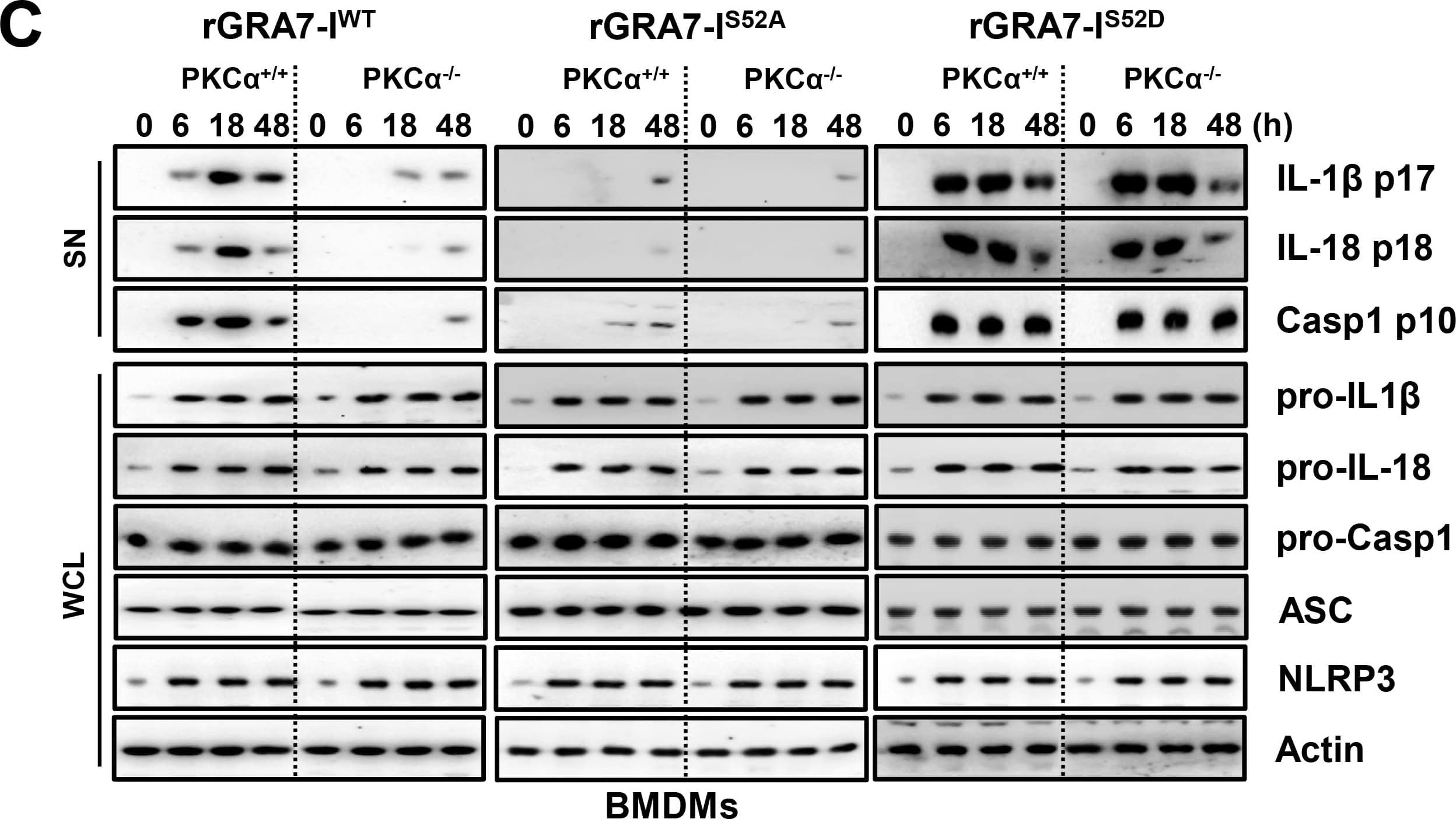 Detection of Mouse IL-1 beta/IL-1F2 by Western Blot
