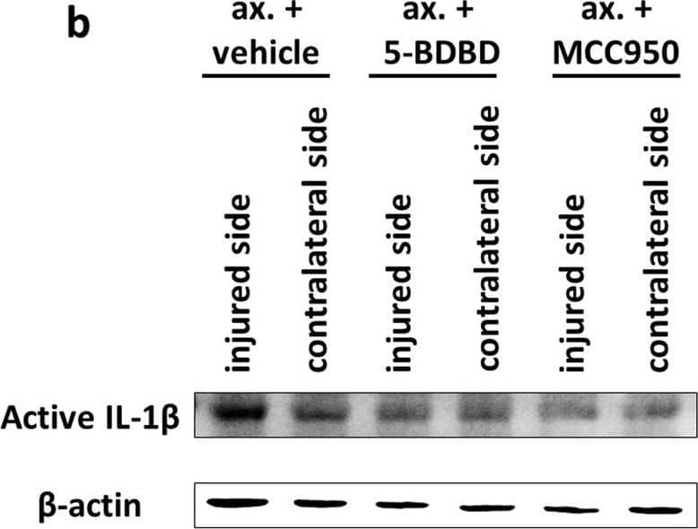 Detection of Mouse IL-1 beta/IL-1F2 by Western Blot