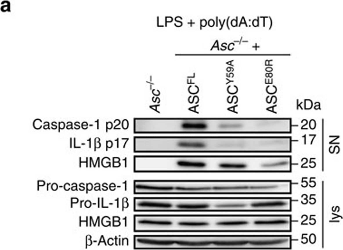 Detection of Mouse IL-1 beta/IL-1F2 by Western Blot