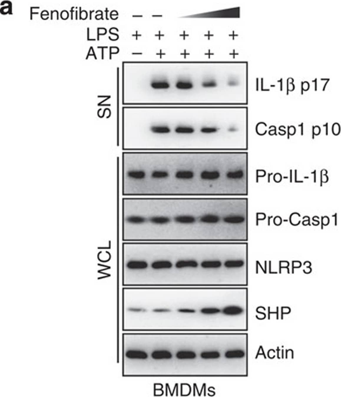 Detection of Mouse IL-1 beta/IL-1F2 by Western Blot
