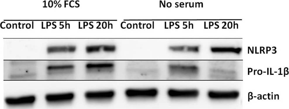 Detection of Mouse IL-1 beta/IL-1F2 by Western Blot