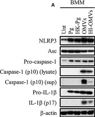 Detection of Mouse IL-1 beta/IL-1F2 by Western Blot