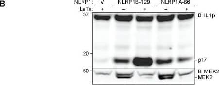 Detection of Human IL-1 beta/IL-1F2 by Western Blot