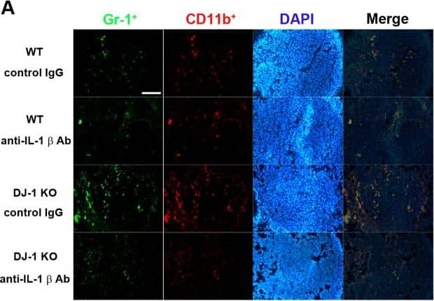 Detection of Mouse IL-1 beta/IL-1F2 by In vivo assay