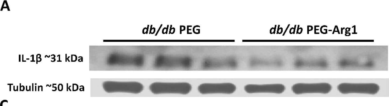 Detection of Mouse IL-1 beta/IL-1F2 by Western Blot