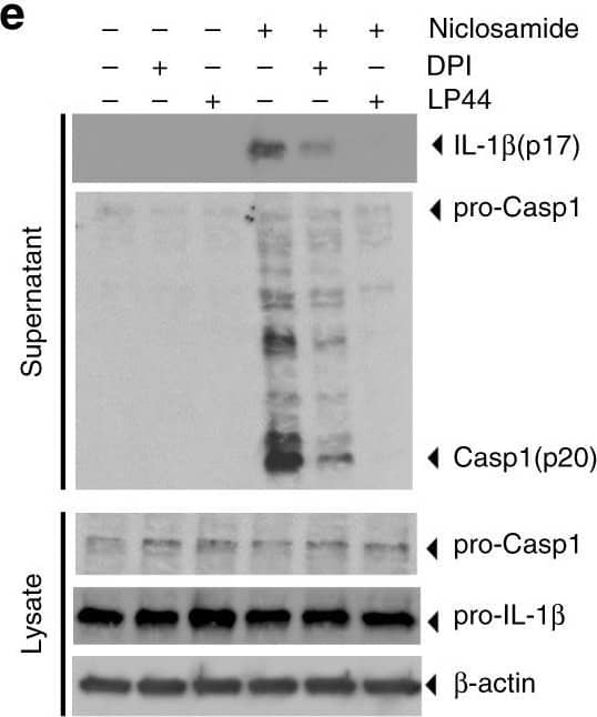 Detection of Mouse IL-1 beta/IL-1F2 by Western Blot