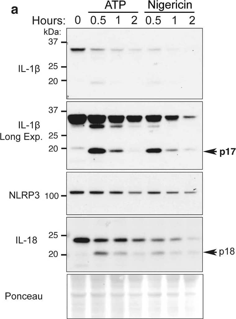 Detection of Mouse IL-1 beta/IL-1F2 by Western Blot
