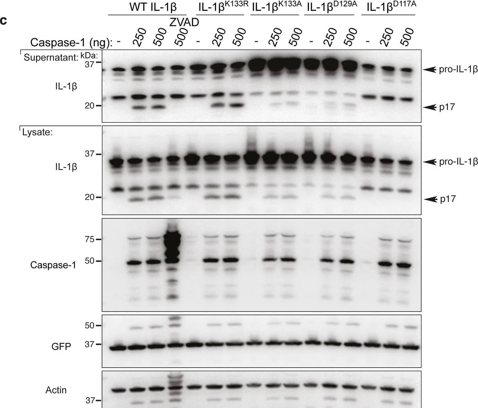 Detection of Mouse IL-1 beta/IL-1F2 by Western Blot